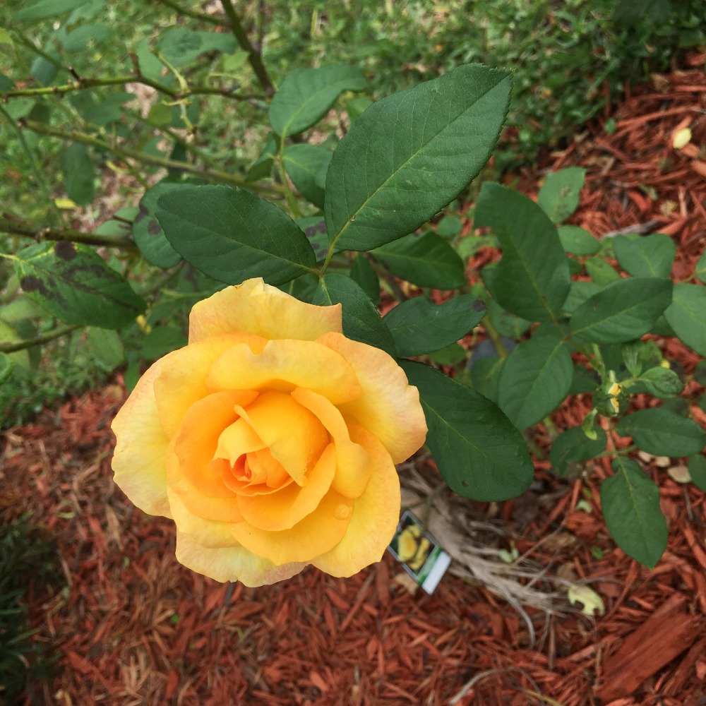 Meet your Posher, Mary